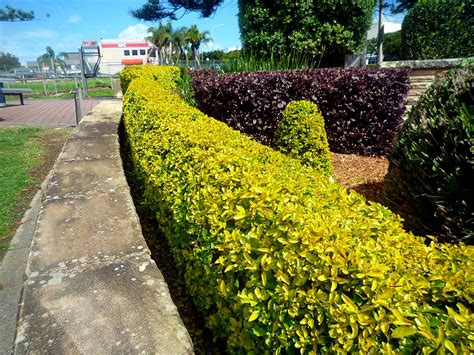 Plants Keep Your Garden Safe And Confidential As A Natural Fence