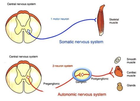 Autonomic Pharmacology Flashcards | Quizlet