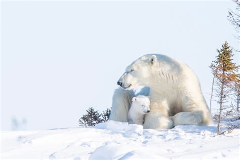 Bear Cub Snow Wildlife Wallpaper - Resolution:1920x1280 - ID:1250334 ...