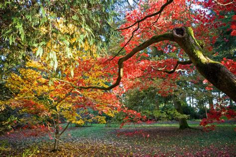 Westonbirt The National Arboretum on AboutBritain.com