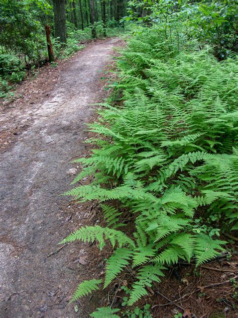 2013 06 08dupont State Forestturkey Knob New Extension Ferns