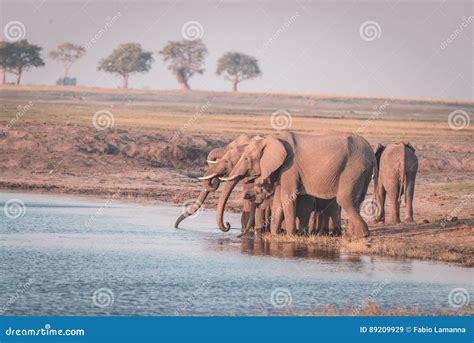 Groep Afrikaans Olifanten Drinkwater Van Chobe Rivier Bij Zonsondergang