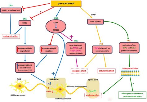 Paracetamol Structure Activity Relationship