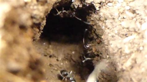 Ant Tunnel Youtube