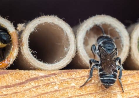 Understanding Native Bees, Our Local Pollination Experts - Tualatin SWCD