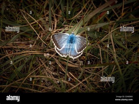 Chalk Hill Blue Butterfly Stock Photo Alamy
