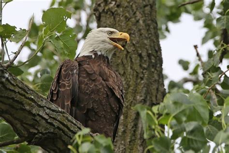 June 20 Is American Eagle Day