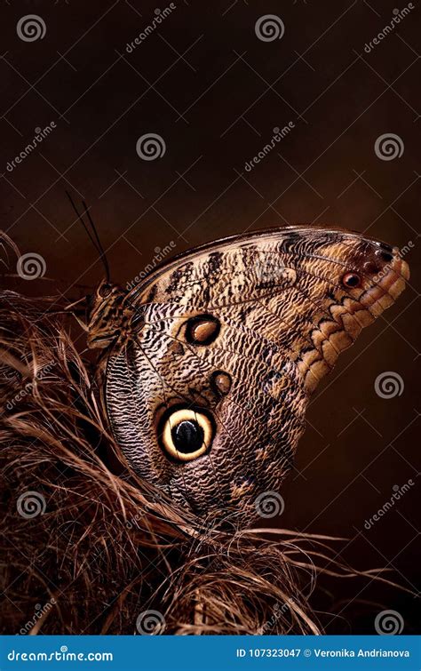 Butterfly Eyes Stock Image Image Of Eyes Macro Butterfly 107323047