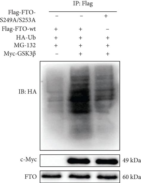 Gsk Phosphorylates Fto And Klf To Promote Their Ubiquitination