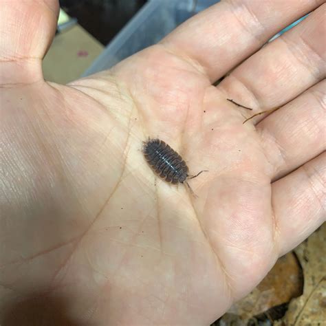 X15 Porcellio Dilatatus Giant Canyon Isopod By Hellfire Exotics