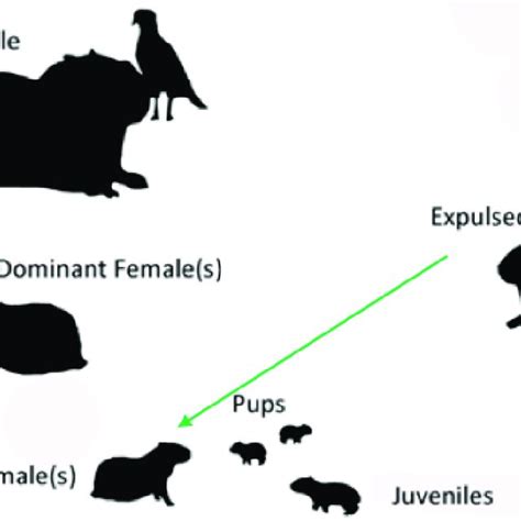 Capybara Life Cycle Diagram