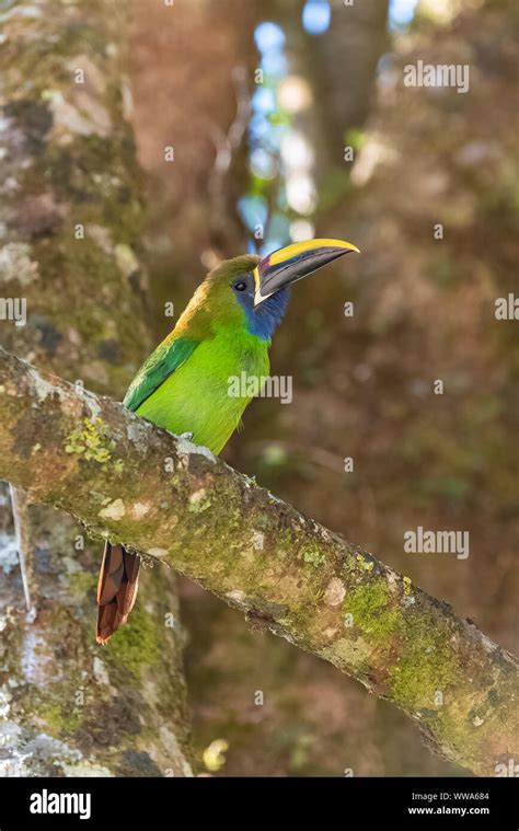 Emerald Toucanet Aulacorhynchus Prasinus Beautiful Bird In Costa Rica