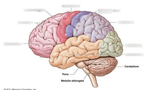 Neuro Exam 2 Surface Anatomy Of Cerebral Cortex Diagram Quizlet