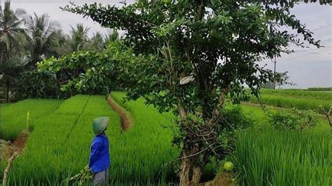 Konon Cikal Bakal Majapahit Dari Ini Nasib Buah Maja Yang