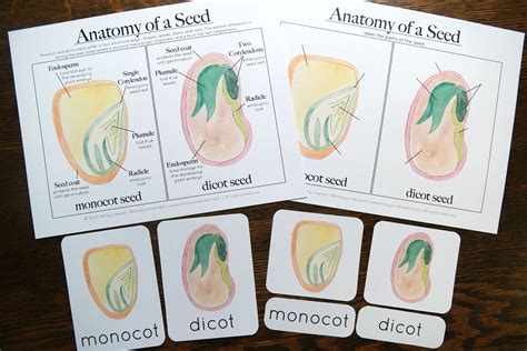 Learn About The Anatomy Of A Seed Monocots And Dicots With This Printable That Includes