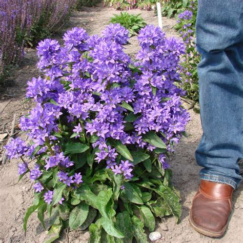 Campanula Glomerata Freya Pp22738 Perennial Resource