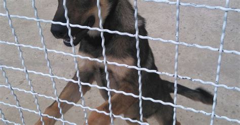 Prevenção é o melhor remédio para cão fujão