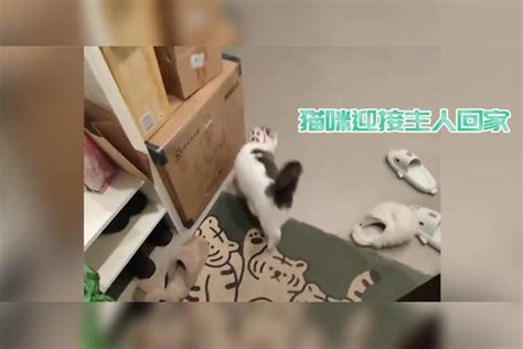 猫咪见主人回家妖娆迎接，躺地上四脚朝天不停扭动：这谁顶的住？