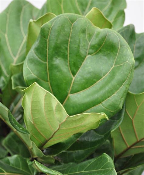 Buy Large, Potted Fiddle Leaf Fig Indoor Plant | Bloomscape