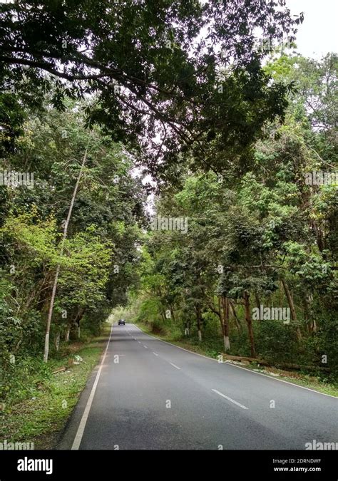 Diminishing Perspective Of Road Amidst Trees In Forest Stock Photo Alamy