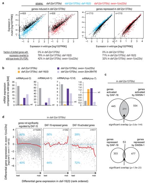 Swisnf Is Required For Regulation Of A Large Fraction Of Daf 16foxo