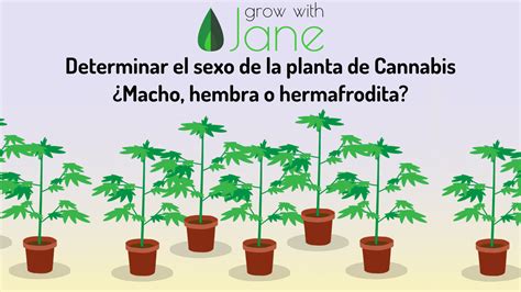 Identificar Plantas De Cannabis Macho Hembra Y Hermafrodita