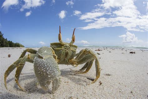 Horned Ghost Crab Final Ghost Crab Photos From The Seychel Flickr