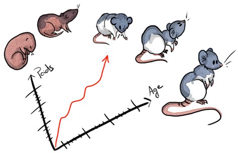 Croissance Des Ratons Le Lab O Rats