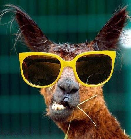 33 Animals Wearing Glasses Süßeste haustiere Lustige bilder von