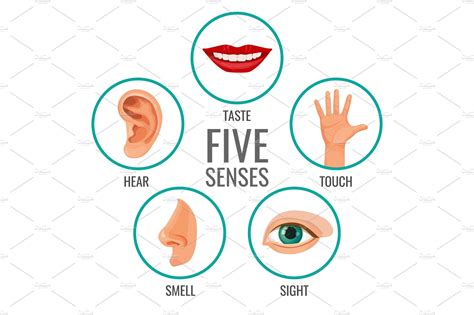 Five senses of human perception | Education Illustrations ~ Creative Market