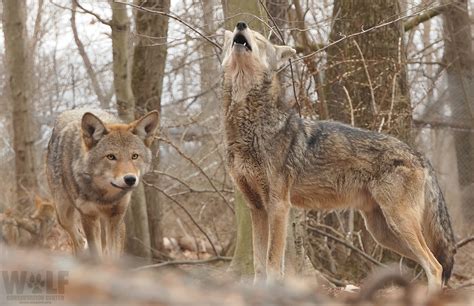 Webcam Red Wolves Jacques And Sage Wolf Conservation Center