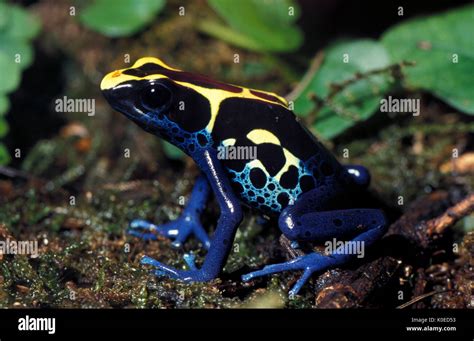 Blue And Yellow Poison Arrow Frog Suriname Cobalt Dendrobates