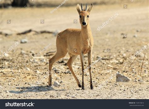 180 Common Duiker Images Stock Photos Vectors Shutterstock