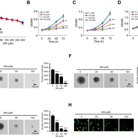 Sinomenine Inhibits Cell Growth And Colony Formation Of Nsclc Cells