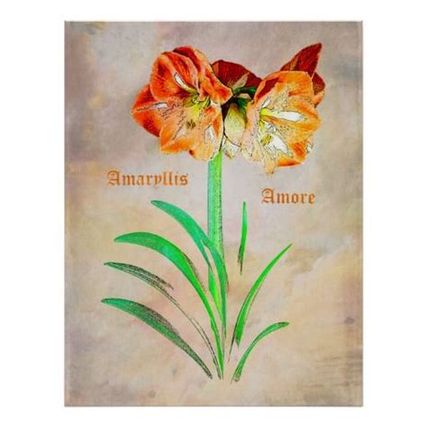 Amaryllis Amore Poster Zazzle Amaryllis Poster Creating Art