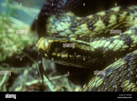 Adder Scotland Stock Photos And Adder Scotland Stock Images Alamy
