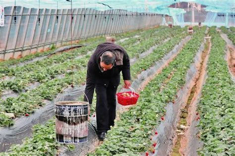 曾都区何店镇 棚内春耕 棚外备耕 随州市人民政府门户网站