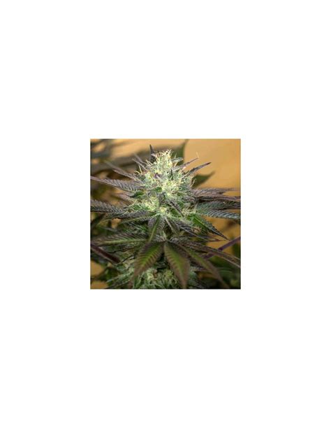 Humboldt Seed Organization Sapphire OG 3 Semi