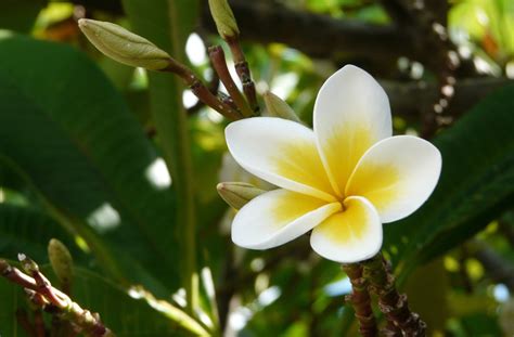 De Bedste Udflugter P Mauritius Hvad Er V Rd At Se L S Mere