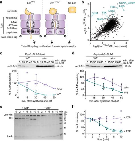 A Trapping Approach Identifies LarA As An Interactor And Substrate Of