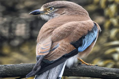 Aves Que Hacen Nidos En El Suelo Aves Mundo