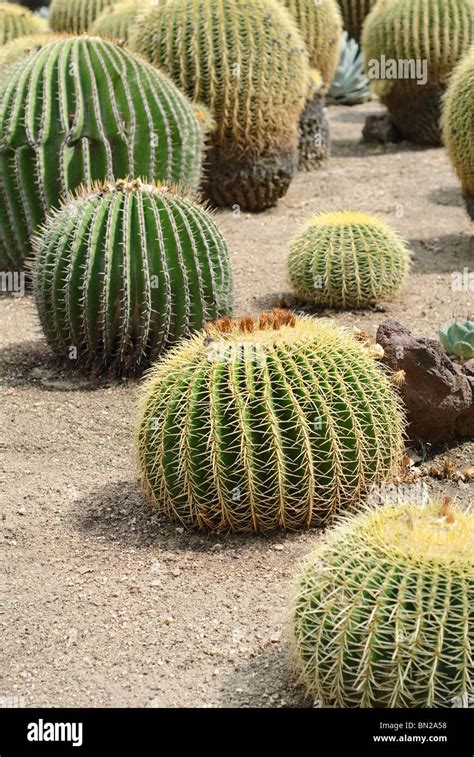 Echinocactus Grusonii Or Golden Barrel Cactus Is A Well Known Species