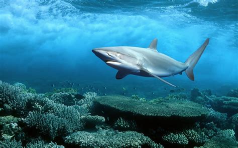 Shark Coral Underwater Wallpapers Hd Desktop And Mobile Backgrounds