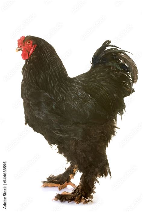 brahma rooster in studio Stock Photo | Adobe Stock