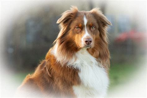 Dog Australian Shepherd Domestic - Free photo on Pixabay - Pixabay