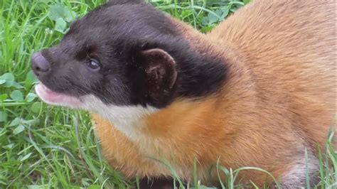 Yellow Throated Marten Buntmarder Im Tiergarten Jderul Cu Gâtul