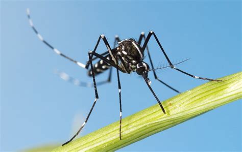 Mosquito Identification Guide Covenant Pest Control