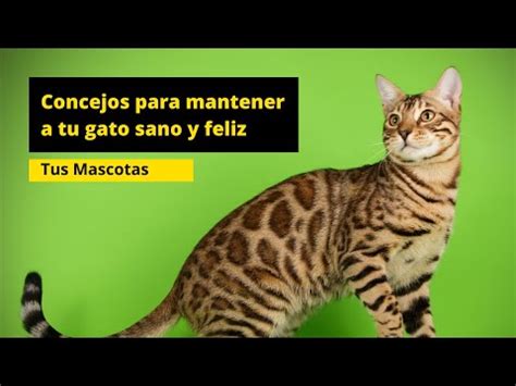 Consejos básicos para mantener a tu gato feliz y sano Todo Mascota