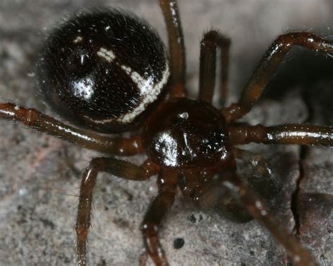 Steatoda Species Steatoda Bugguidenet