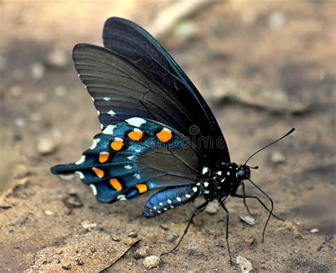 Mariposa Negra De Pipevine Swallowtail Con Los Puntos Anaranjados Y